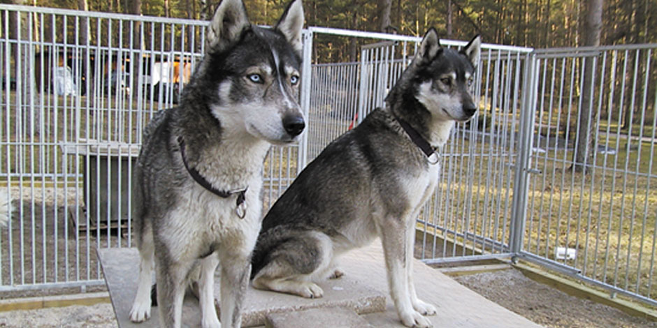 Hundegårde