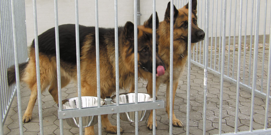 Hundegårde